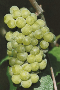 chardonnay grappolo