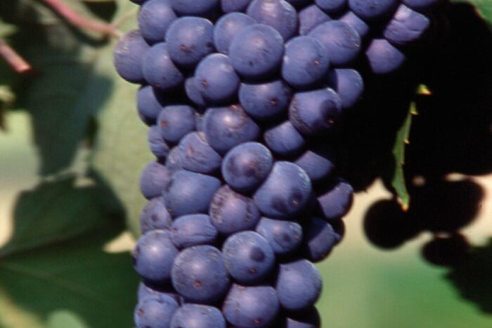 Dolcetto VCRR3