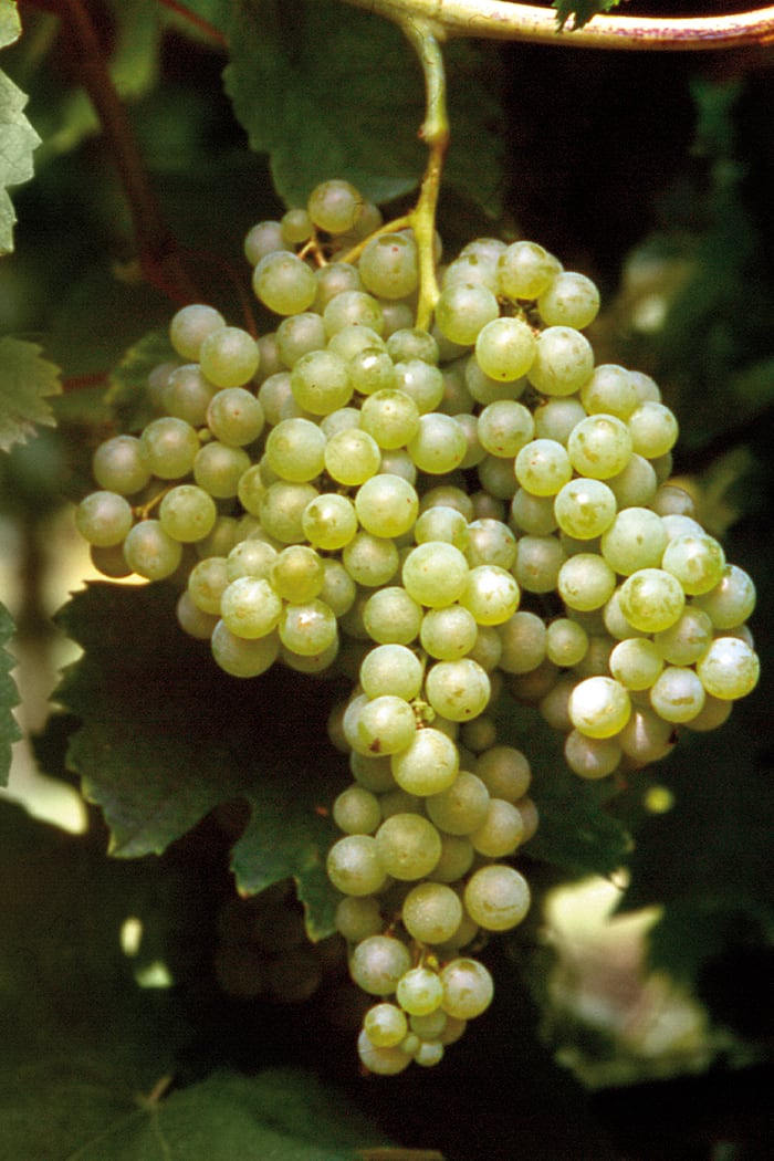 Vitigno e barbatella Malvasia Bianca di Candia tutti i segreti Vivai