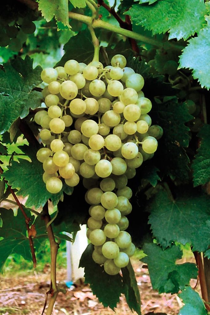 Grape variety and grafted vine plant Passerina: all the secrets - Vivai ...