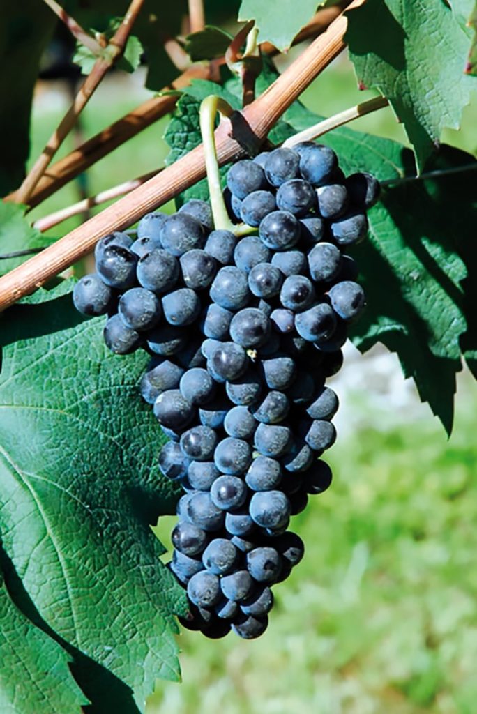 Grape variety and grafted vine plant Raboso Piave: all the secrets ...