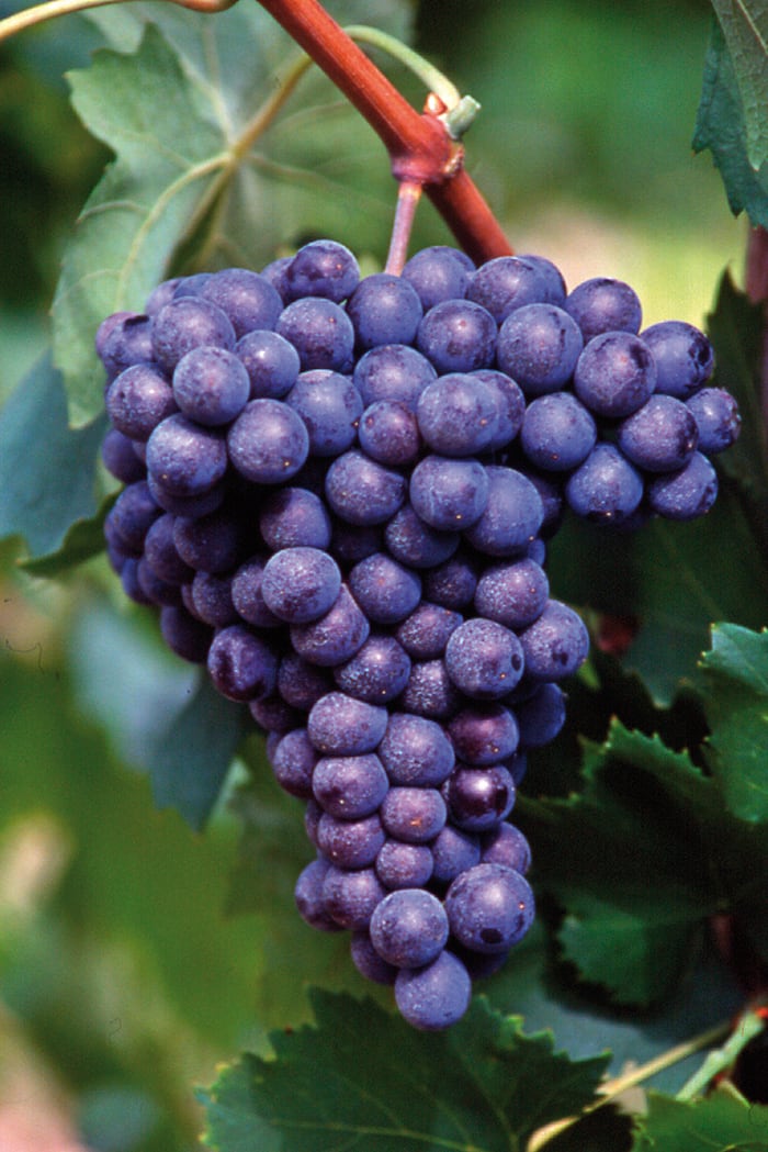 Cacho da uva Sangiovese, variedade que representa 85% do corte do Chianti Arbos.