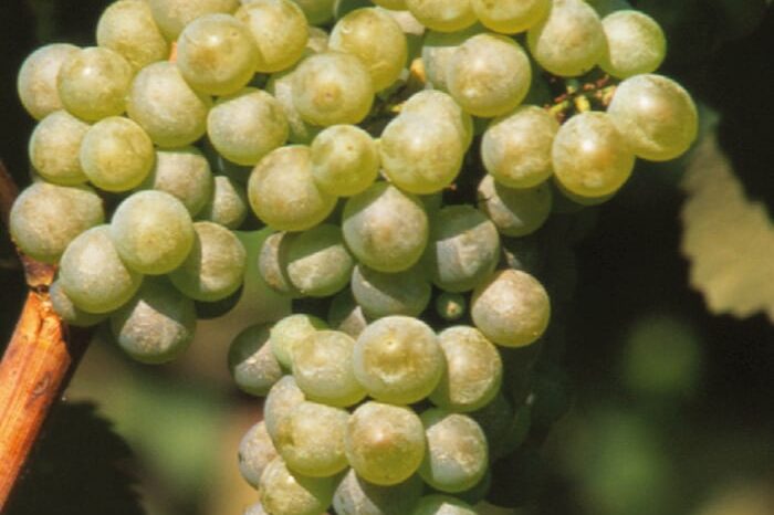 Fiano VCR107