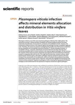 plasmopara viticola infection affacts mineral elements allocation and distribution in vitis vinifera leaves scientific reports
