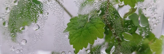neosvine