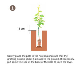 Tips for implanting of potted vines (Image 1)