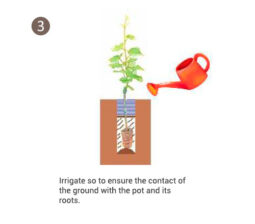 Tips for implanting of potted vines (Image 3)