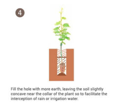Tips for implanting of potted vines (Image 4)