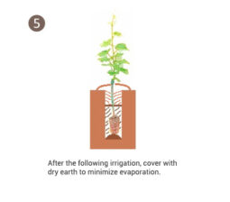 Tips for implanting of potted vines (Image 5)