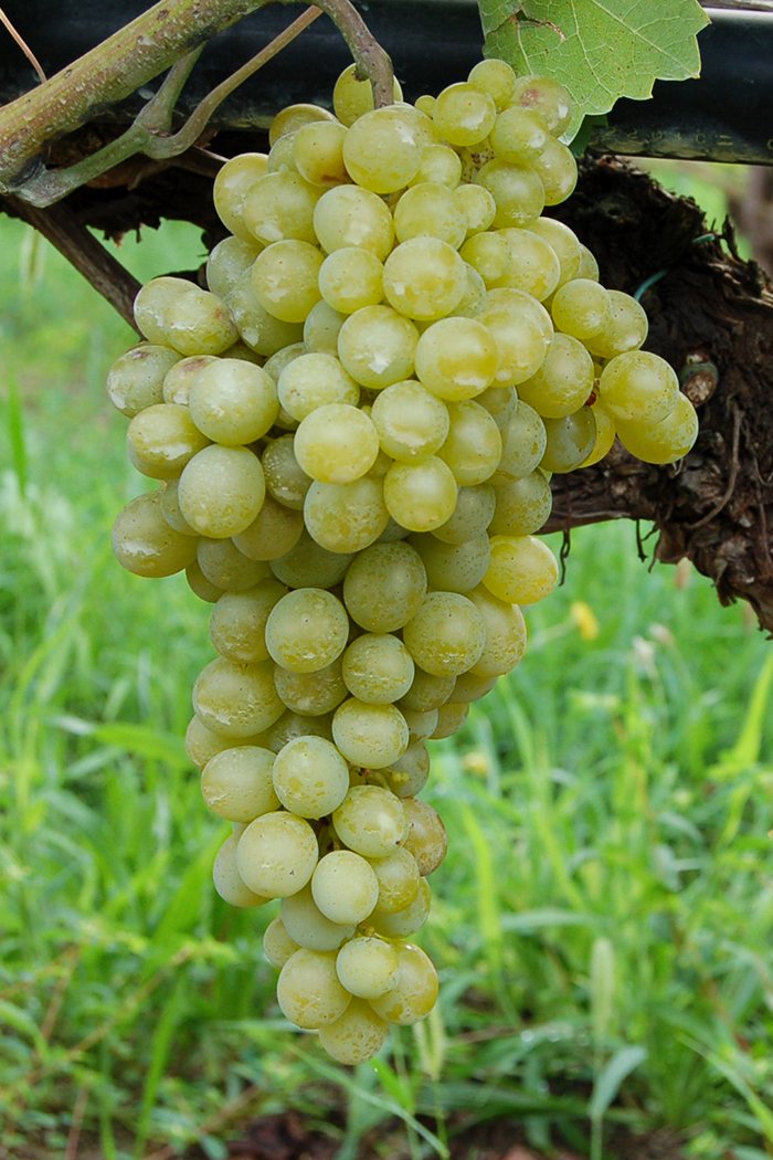 grappolo uva bianca gialla nella vite