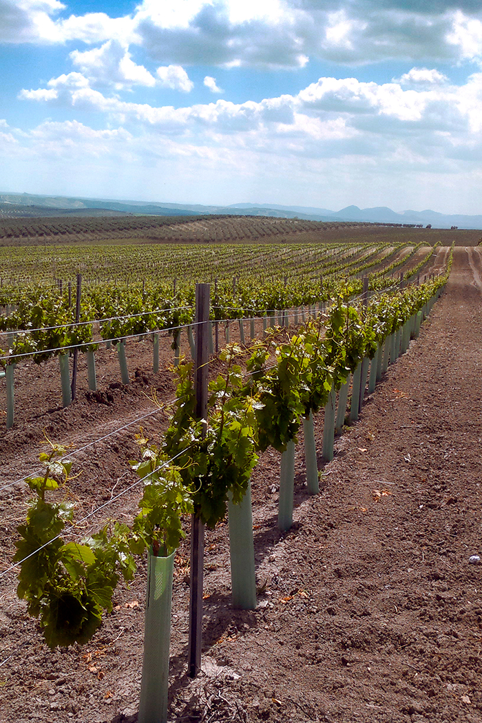paisaje colinas llanura viñas viña jóvenes plantas de vid uvas pequeñas