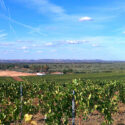 panorama viti colline pianura filari piante uva vitigno vigneto