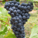 grappolo uva nera scura nella vite vitigno vigneto