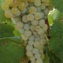 vite grappolo uva bianca gialla matura pronta per raccolta vendemmia vitigno vigneto