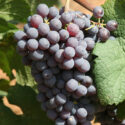 grappolo uva nera scura nella vite vitigno vigneto