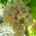 vite grappolo uva bianca giallo matura piante vitigno vigneto