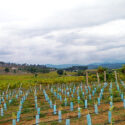 loureiro paesaggio vino verde piante piccole vite uva viti in pianura