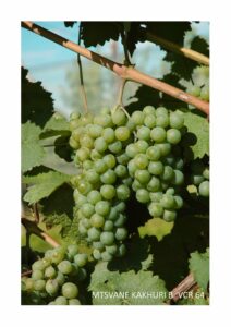 MTSVANE_K_VCR64_gr-1 pianta della vite grappolo di uva bianca gialla vitigno mtsvane vcr64