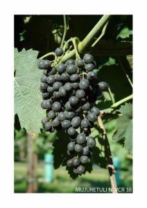 grappolo di uva scura nera vitigno vite muguretuli vcr38