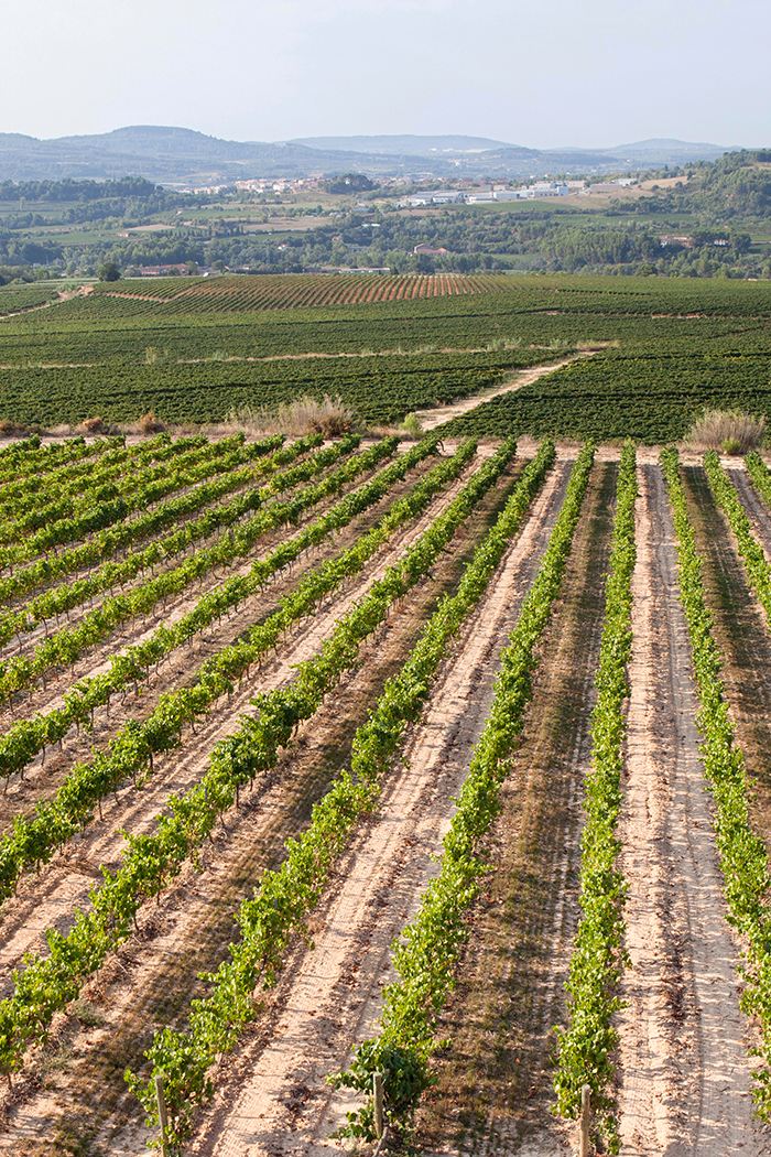 paesaggio verde viti vigneto vitigno piante uva pianura collina