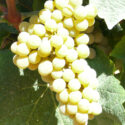 vite grappolo uva bianca vino giallo pianta vitigno vigneto