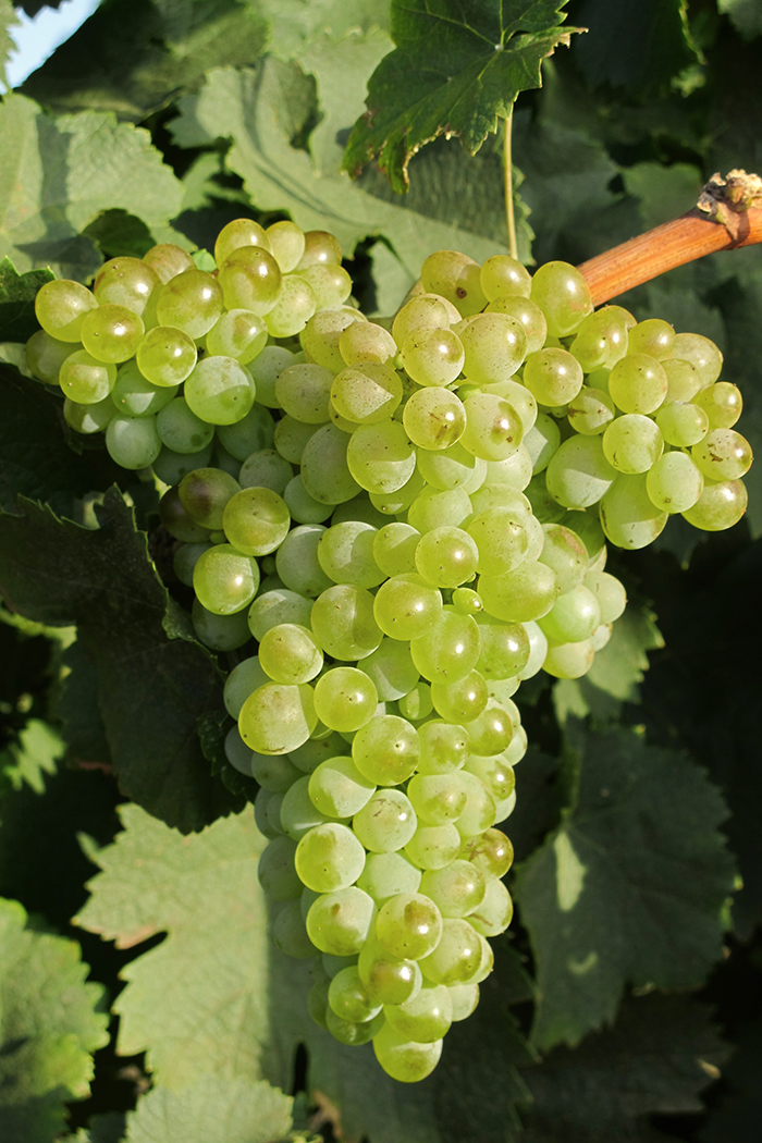 racimo de vid uva blanca amarilla sin madurar hojas verdes variedad de vid planta de viñedo