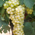 vite grappolo uva bianca matura verde foglie vite vitigno vigneto