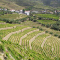 paesaggio vigneti colline terrazzamenti di viti