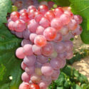 grappolo uva rossa pianta vite vitigno vigneto