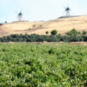 paesaggio verde piante alberi mulino a vento viti vigneti pianta uva