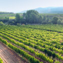 paisaje vid cepa viñedo planta de uva blanca roja negra