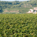 paesaggio piante vite vigneti pianura