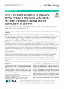 Mediated resistance of grapevine